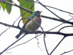 Anthreptes rubritorques