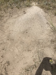 Pogonomyrmex occidentalis