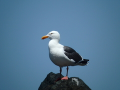 Larus occidentalis