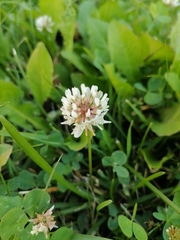 Trifolium repens