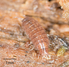 Hyloniscus riparius