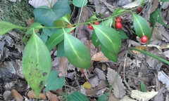 Ruscus hypophyllum