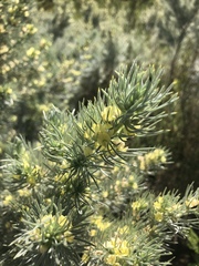 Aspalathus florifera