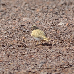 Thinocorus rumicivorus