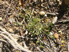 Cissampelos capensis