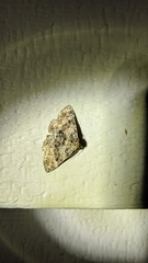 Metalectra quadrisignata