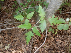 Toxicodendron radicans verrucosum