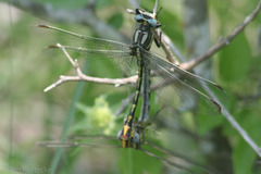 Phanogomphus militaris
