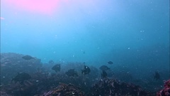 Dichistius