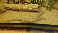Varanus tristis