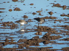 Vanellus melanocephalus
