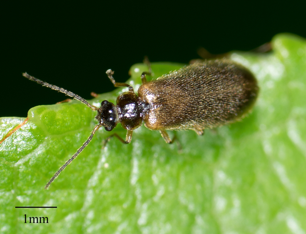 Omethinae