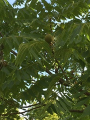 Juglans nigra