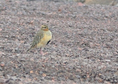 Oreopholus ruficollis