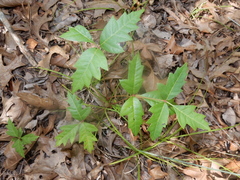 Toxicodendron radicans verrucosum