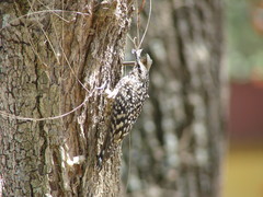 Salpornis salvadori erlangeri