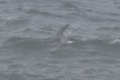 Sterna hirundo hirundo