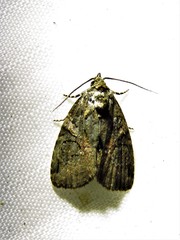 Pseudeustrotia indeterminata