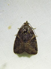 Pseudeustrotia indeterminata