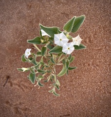 Euploca convolvulacea