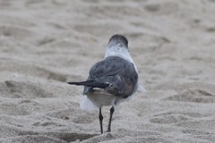 Leucophaeus atricilla megalopterus