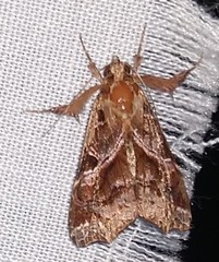 Callopistria floridensis