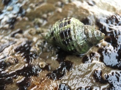 Paciocinebrina circumtexta