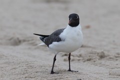 Leucophaeus atricilla megalopterus