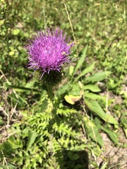 Cirsium pumilum