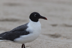 Leucophaeus atricilla megalopterus