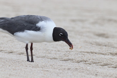 Leucophaeus atricilla megalopterus