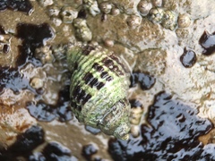 Paciocinebrina circumtexta