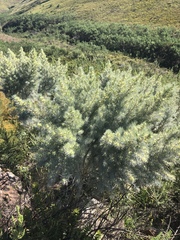 Aspalathus florifera