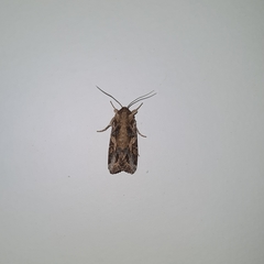 Spodoptera litura