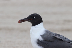 Leucophaeus atricilla megalopterus