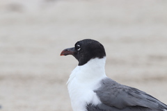Leucophaeus atricilla megalopterus
