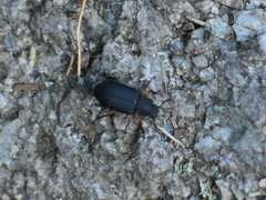 Haplandrus fulvipes