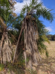 Syagrus flexuosa
