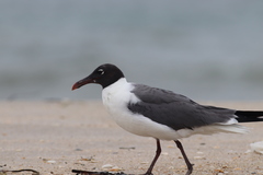 Leucophaeus atricilla megalopterus