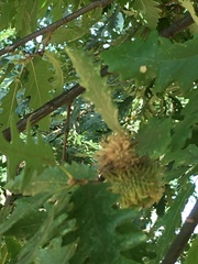 Quercus cerris
