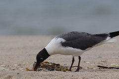 Leucophaeus atricilla megalopterus