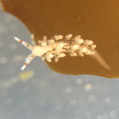 Eubranchus olivaceus