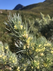 Aspalathus florifera