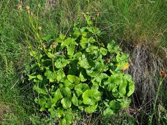 Dolichorrhiza caucasica
