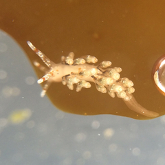 Eubranchus olivaceus