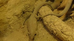 Varanus tristis