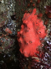 Acarnus erithacus