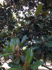 Magnolia grandiflora
