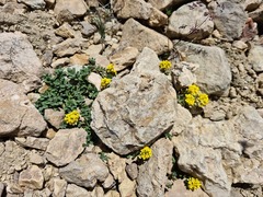 Odontarrhena gehamensis