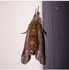 Lepidoptera